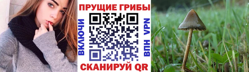 дарнет шоп Ижевск МЕГА как войти Псилоцибиновые грибы Cubensis
